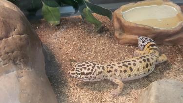 A spotted gecko in a glass enclosure